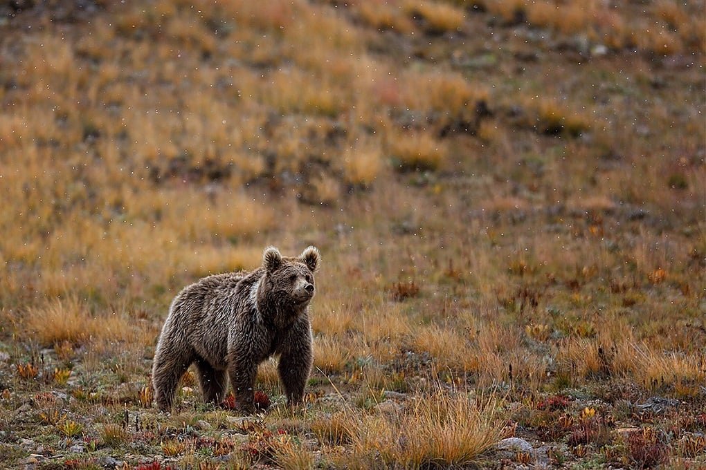 A bear's walking tale in deosai National Park