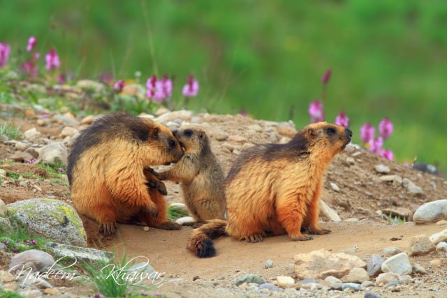 Squirrels in Deosai National Park