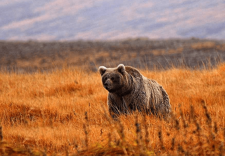 Bear in Deosai national park to save his ass from hunters