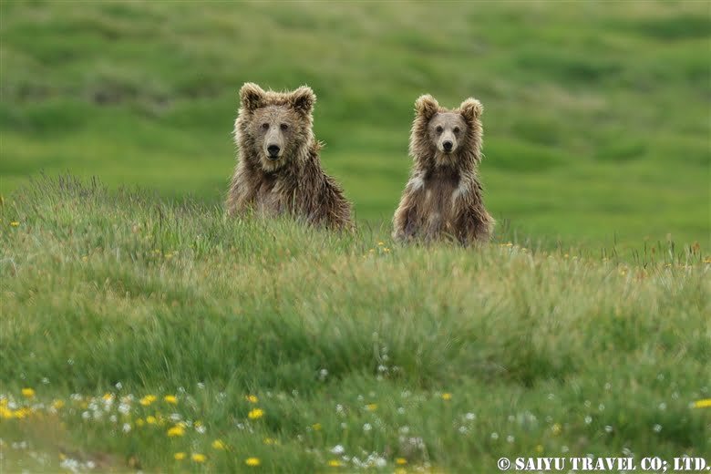 A bear couple watching at you in Deosai National Park