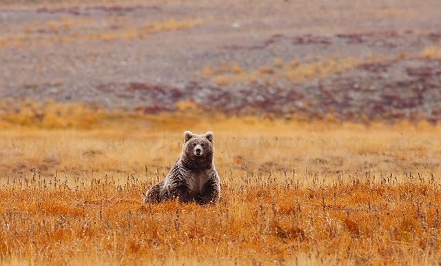 Brown Bear at Deosai National Park