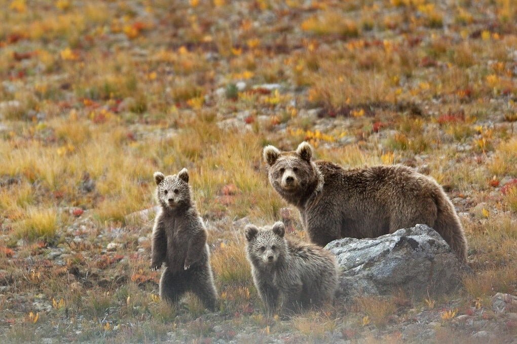 A himalyan bear with her toddler in deosai national park