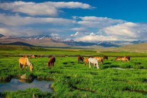 Deosai National Park