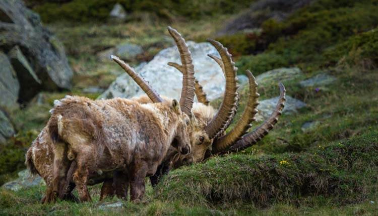 MArkhor - A National Animal of Pakistan