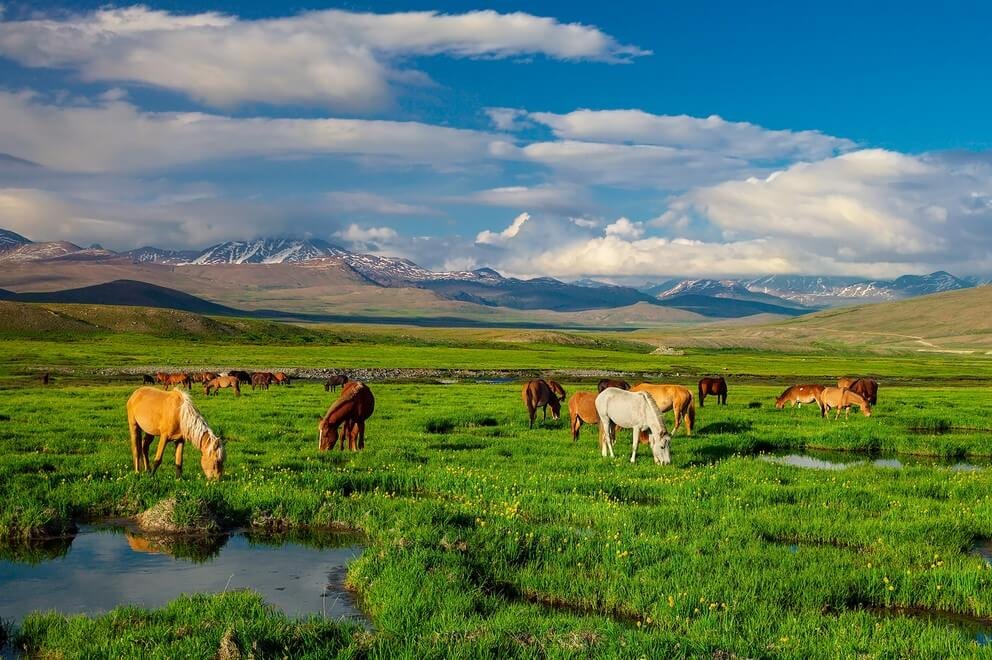 Deosai National Park