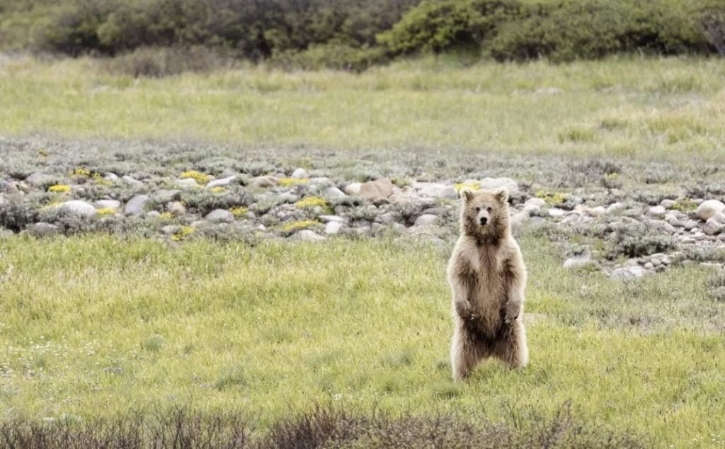 Wildlife at Deosai National Park