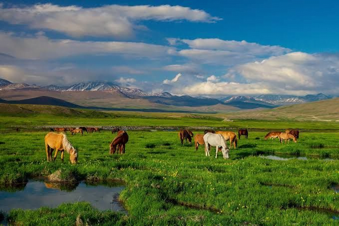 Wildlife Heaven: Deosai National Park