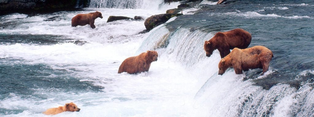 Bears in STreams