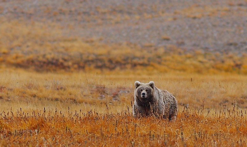 Bear in Deosai NAtional Park