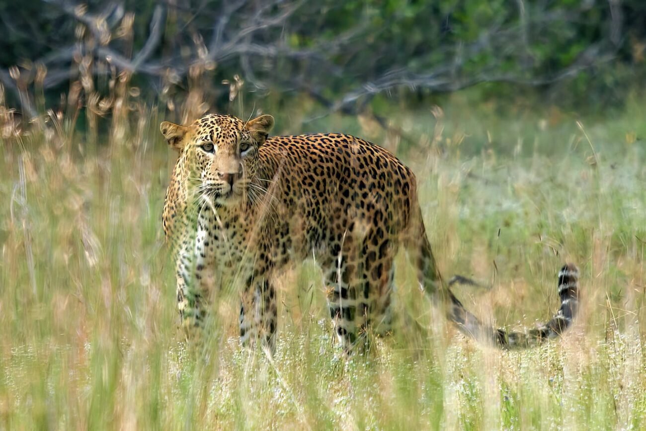 Wildlife of Margalla Hills