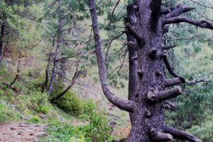 Forest in galiyat region