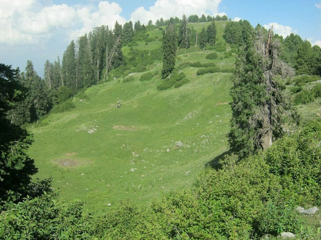 Mushkpuri Top