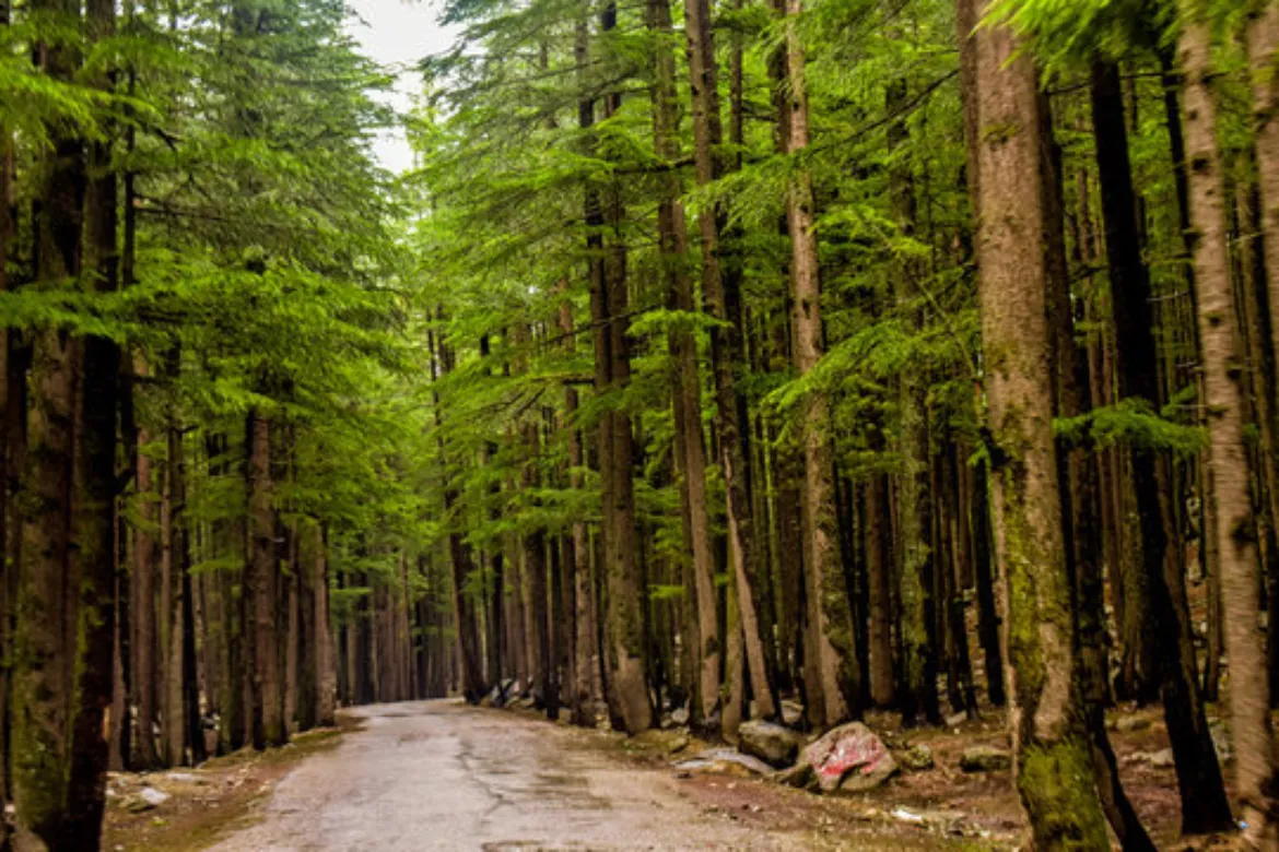 Ushu Forest in Swat Valley